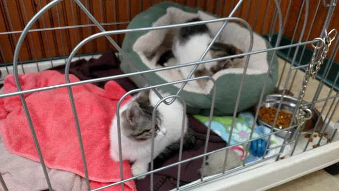 VCA Darien Animal Hospital Picture 6