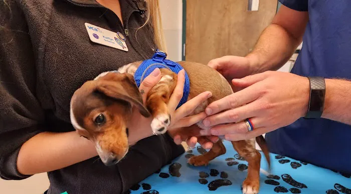 VCA Darien Animal Hospital Picture 1