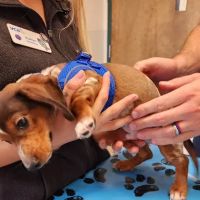 VCA Darien Animal Hospital ico