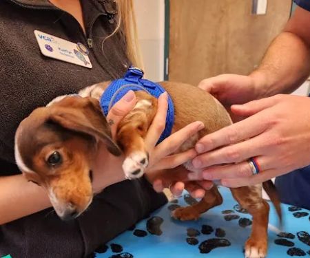 VCA Darien Animal Hospital
