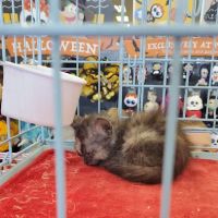 Petco ico