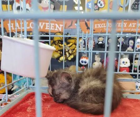 Petco