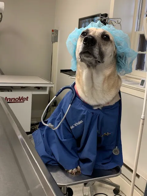 Easton Veterinary Picture 4