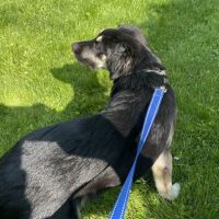 Easton Veterinary ico
