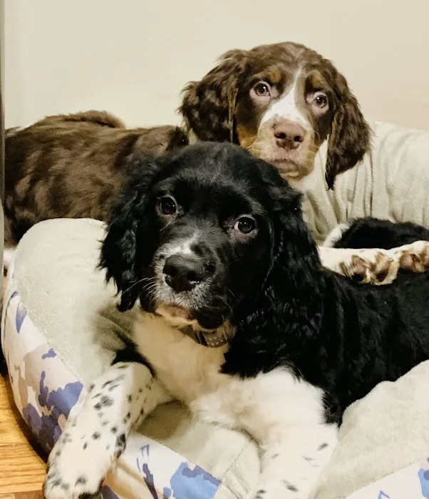 Easton Veterinary Picture 5