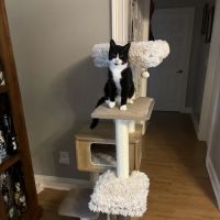 Value Pet Vet ico
