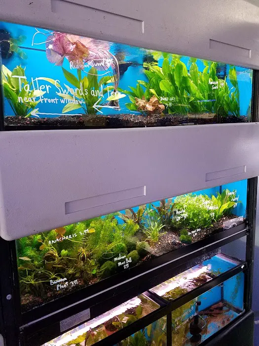 The Aquarium Connection Picture 4