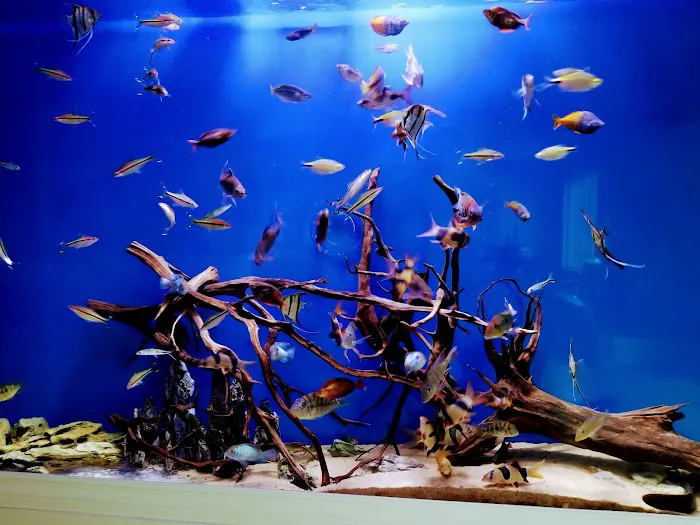 The Aquarium Connection Picture 3