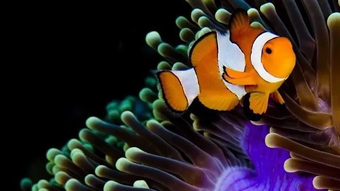 The Aquarium Connection Picture 6