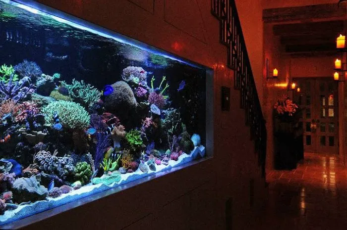 The Aquarium Connection Picture 8