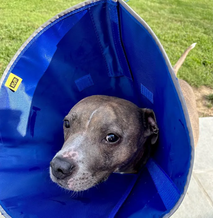 Monroe Town and Country Veterinary Hospital Picture 10