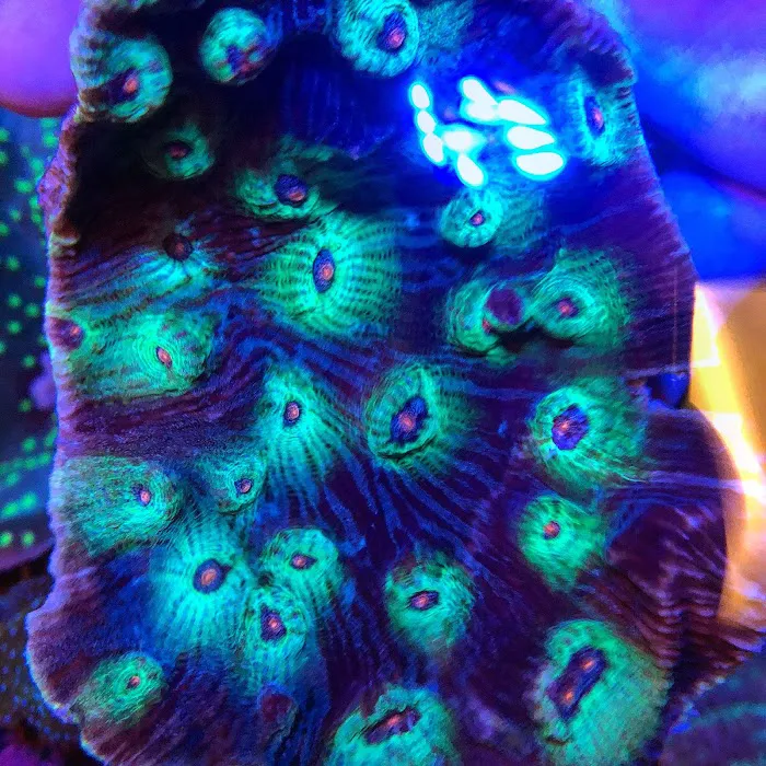 Ocean Aquatics Picture 5