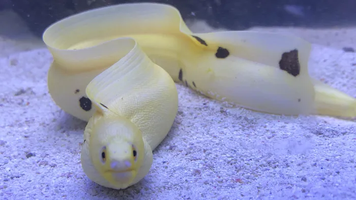 Ocean Aquatics Picture 10