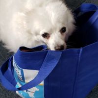Paws ico
