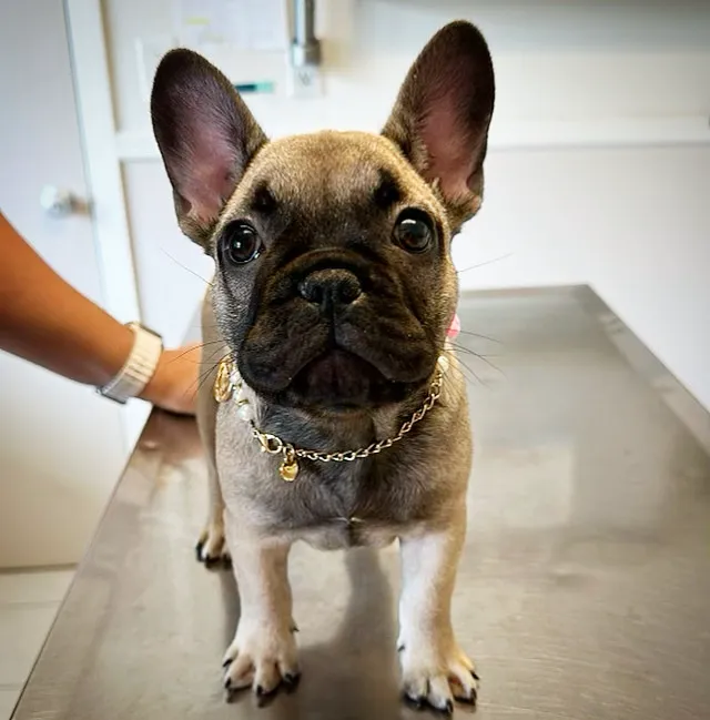 Westport Animal Hospital Picture 4