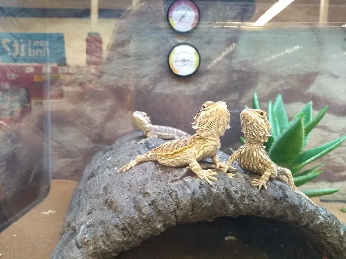 Petco Picture 6