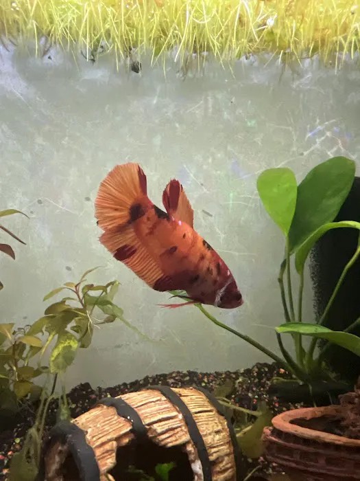 Wet Pets Picture 5