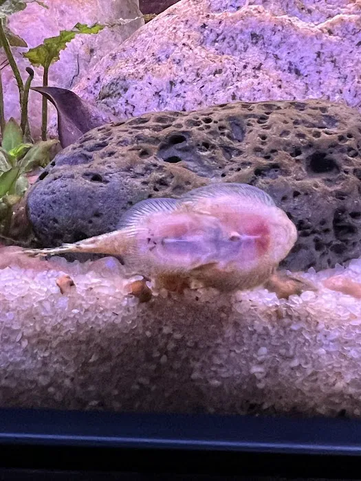 Wet Pets Picture 2