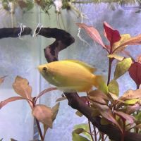Wet Pets ico