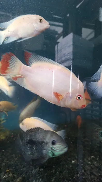 Tropical Fish and Feed Picture 2