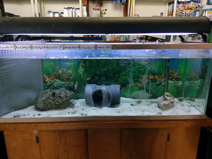 Tropical Fish and Feed Picture 6