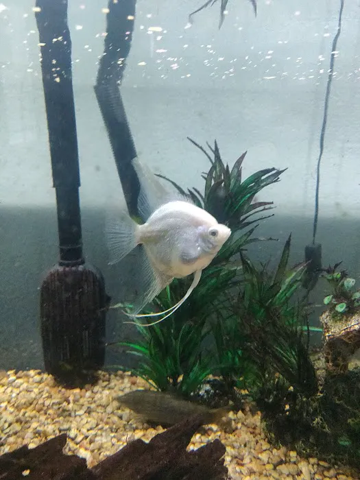 Tropical Fish and Feed Picture 8