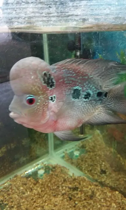 Tropical Fish and Feed Picture 10