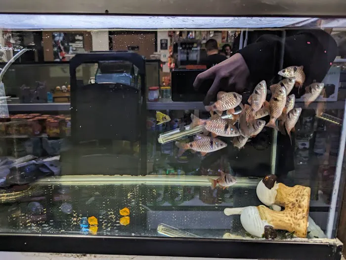 Tropical Fish and Feed Picture 7