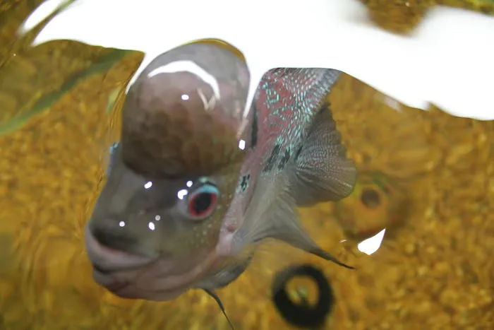 Tropical Fish and Feed Picture 3