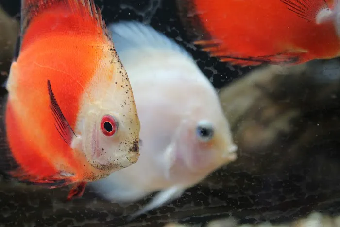 Tropical Fish and Feed Picture 4