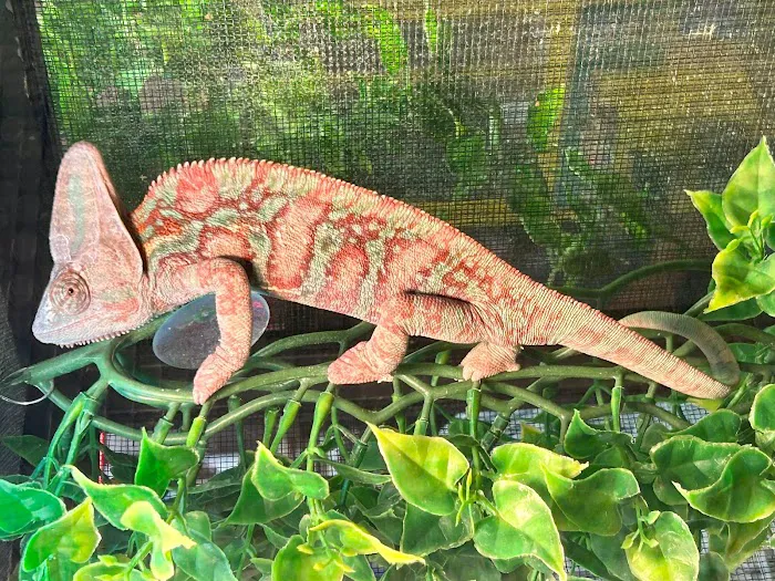 S &K Pet Shop Reptiles and Birds and supplies Picture 4