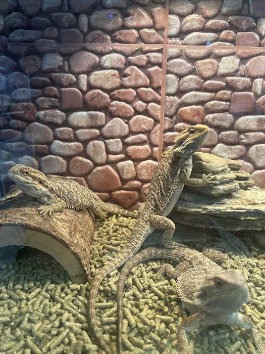 S &K Pet Shop Reptiles and Birds and supplies Picture 6