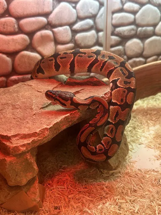 S &K Pet Shop Reptiles and Birds and supplies Picture 5