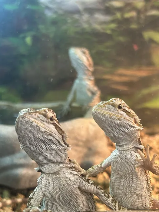 S &K Pet Shop Reptiles and Birds and supplies Picture 1