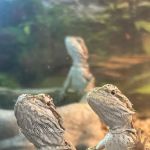 S &K Pet Shop Reptiles and Birds and supplies