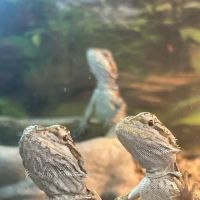 S &K Pet Shop Reptiles and Birds and supplies ico