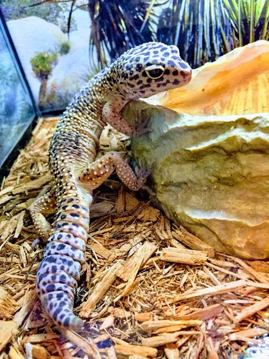S &K Pet Shop Reptiles and Birds and supplies Picture 10