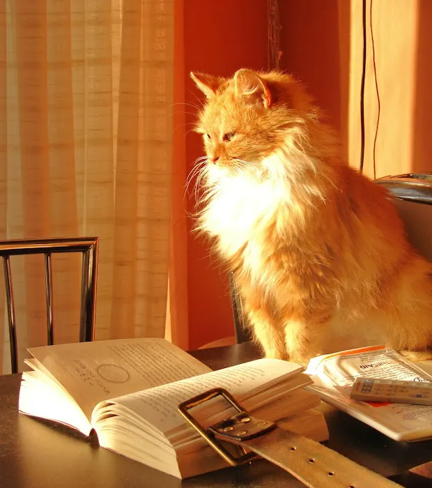 Love's Pets Picture 8
