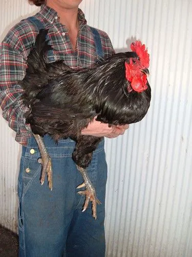 Yousef Karzoki Ranch Picture 3