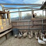 Yousef Karzoki Ranch