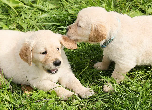 Greenwich Animal Hospital Picture 8