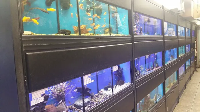 Aquatic Zoo Tropical Fish Picture 7