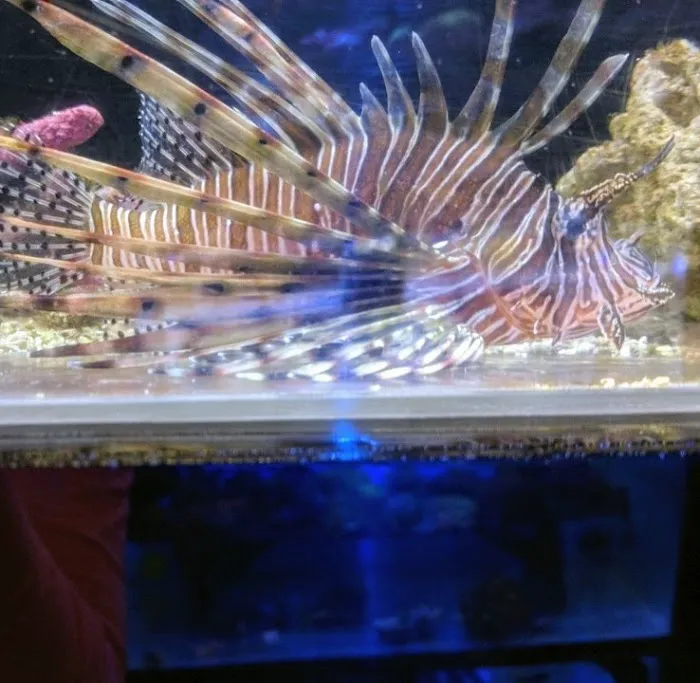 Aquatic Zoo Tropical Fish Picture 1