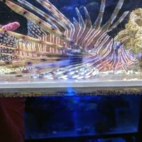 Aquatic Zoo Tropical Fish ico