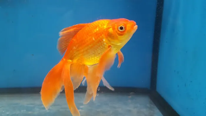 Aquatic Zoo Tropical Fish Picture 9