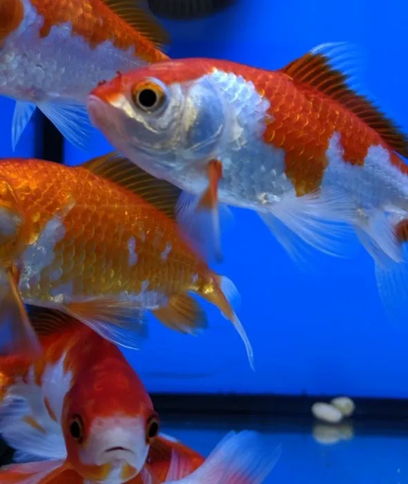Aquatic Zoo Tropical Fish Picture 4