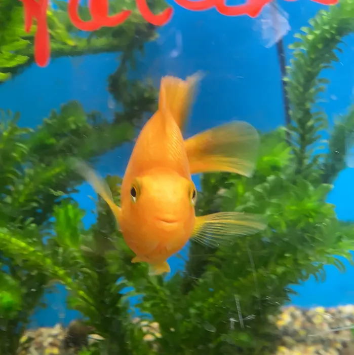 Aquatic Zoo Tropical Fish Picture 10