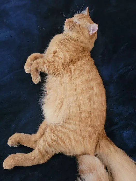 Blue Cross Animal Hospital Picture 10