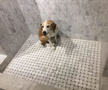 Port Chester Animal Hospital