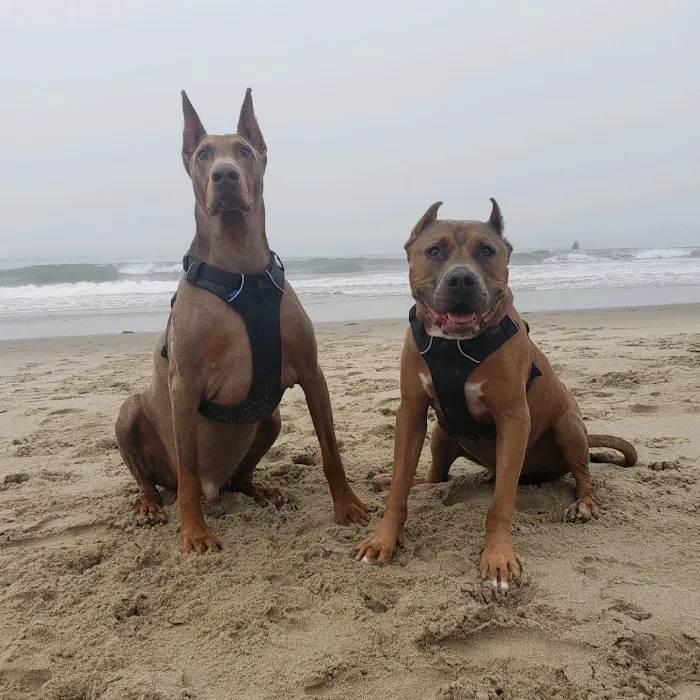 Healthy Pet Picture 3